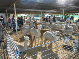 AUCTION 2013